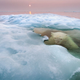 Imagen para el artículo titulado Las imágenes de animales más impresionantes de 2013